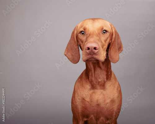 Wallpaper Mural Portrait of a young golden rust Vizsla Sitting in front of a grey background Torontodigital.ca