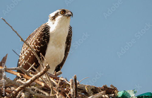 Osprey perched in tree, West Florida. 