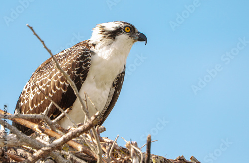 Osprey perched in tree, West Florida. 