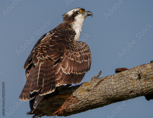 Osprey perched in tree, West Florida. 