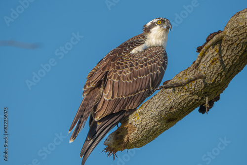 Osprey perched in tree, West Florida. 