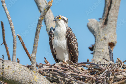 Osprey on nest during breeding season in South West Florida