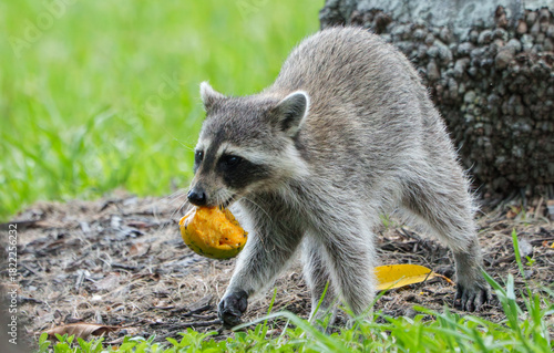 Raccoon Foraging in Morning Light, Central Florida