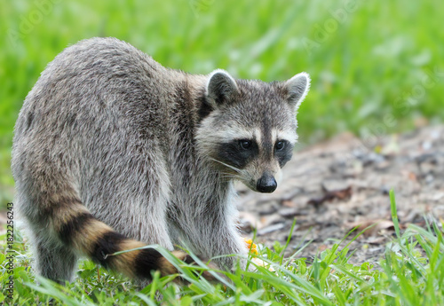 Raccoon Running Through Field in Morning Light, Central Florida.