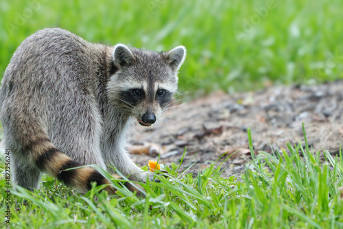Raccoon Foraging in Morning Light, Central Florida