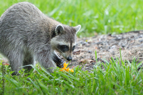 Raccoon Foraging in Morning Light, Central Florida