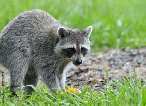 Raccoon Foraging in Morning Light, Central Florida