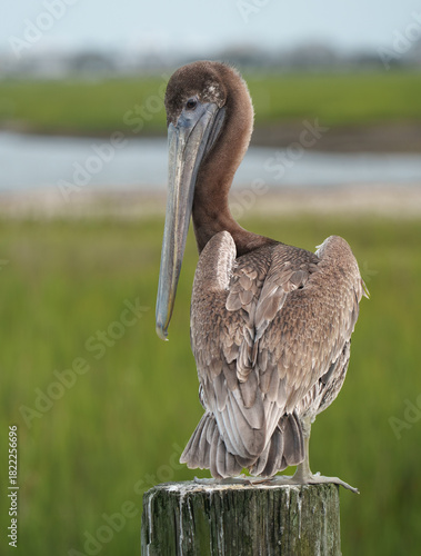 Brown Pelican Perched by Dock, South Carolina, Summer. 