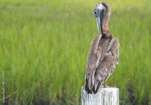 Brown Pelican Perched by Dock, South Carolina, Summer. 