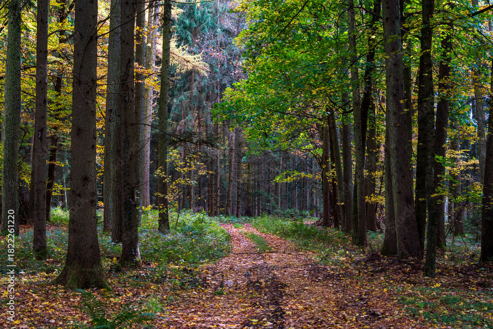Obraz premium Bavarian Forest Path during autumn season