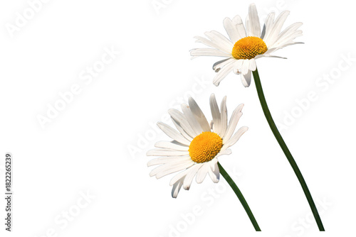 2 Margariten, freigestellt als PNG-Datei