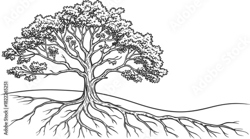Tree Outline Vector with Roots, Hand-Drawn Botanical Line Art Illustration