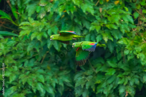 The mealy amazon or mealy parrot (Amazona farinosa) is among the largest parrots in the genus Amazona, the amazon parrots. Flying. Peru, Manu park.