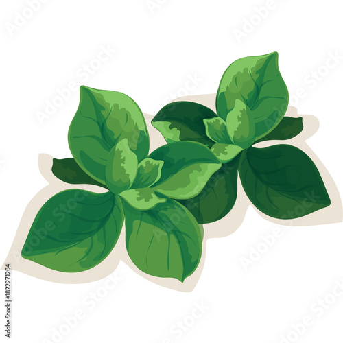 Two Sprigs Of Green Oregano Leaves With Shadow On Transparent Background