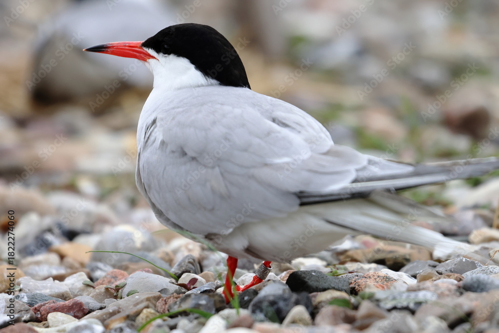 Fototapeta premium common tern