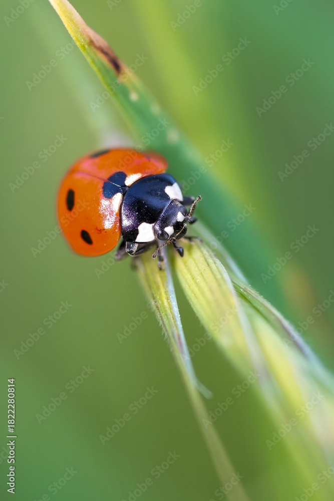 Naklejka premium A vivid macro shot captures a ladybug perched delicately on a vibrant green plant stem, showcasing its striking colors and intricate details.