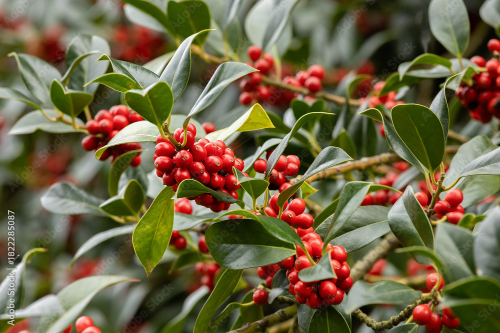 Obraz premium Red berries on the bush, floral background
