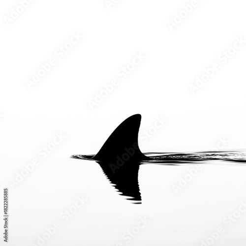 Silhouette of a shark fin breaking the water surface with a clear reflection in black and white style view