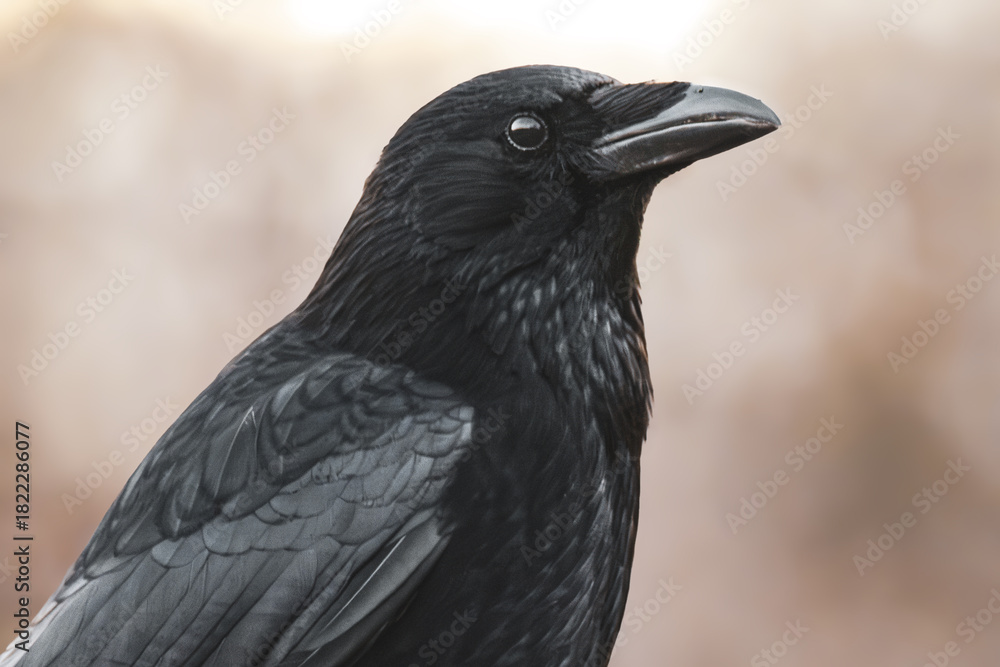 Obraz premium Rabenkrähe Porträt