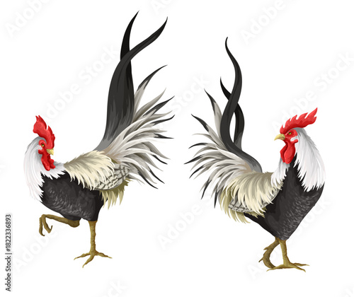 Roosters isolated on the white background. Vector.