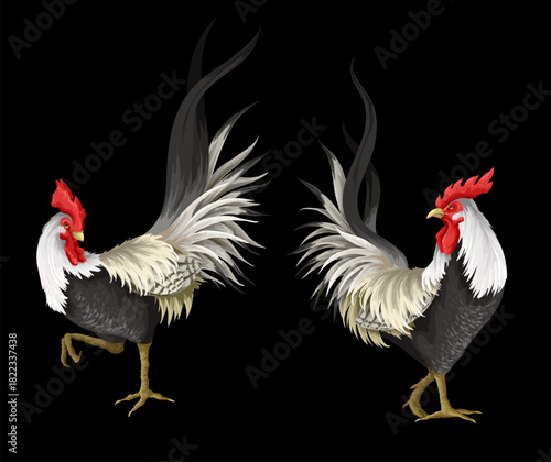 Roosters isolated on the white background. Vector.