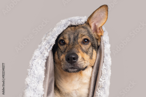 Cozy pet wrapped in a warm blanket for comfort on winter days at home, listening to sounds.