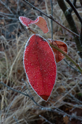 Beautiful red leaf of Common Dogwood, frosted on the edge