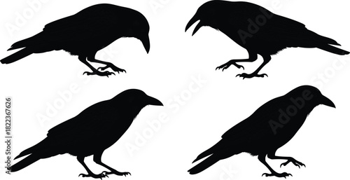 Set of Four Detailed Black Vector Silhouettes of Ravens or Crows in Different Poses, Including Cackling and Foraging, Concept of Nature, Wildlife, and Gothic Design, Isolated on White.