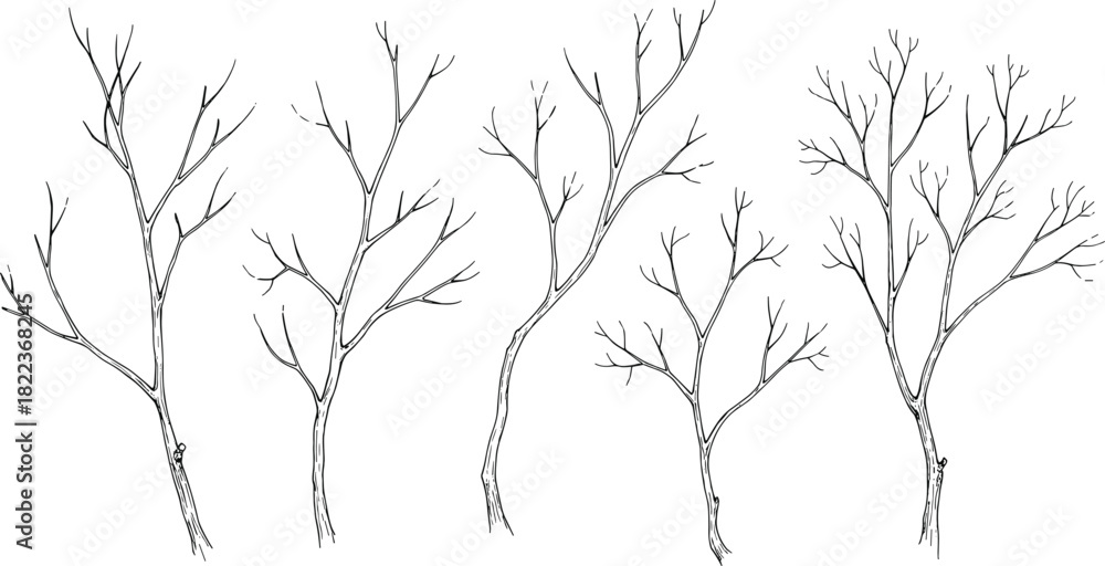 Naklejka premium Set of Five Hand-Drawn Sketch Vector Illustrations of Bare Tree Branches or Winter Trunks with Twigs, Concept of Nature, Season, Wood, and Organic Design Elements, Isolated on White Background.