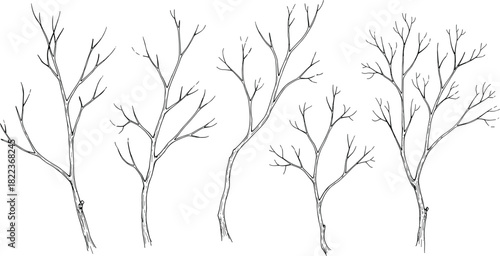 Set of Five Hand-Drawn Sketch Vector Illustrations of Bare Tree Branches or Winter Trunks with Twigs, Concept of Nature, Season, Wood, and Organic Design Elements, Isolated on White Background.