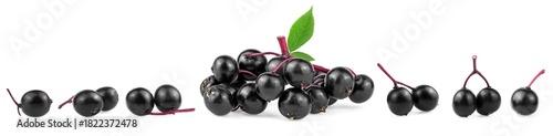 Collection of young elderberry branches isolated on a white background. European black elderberry fruit. Sambucus.