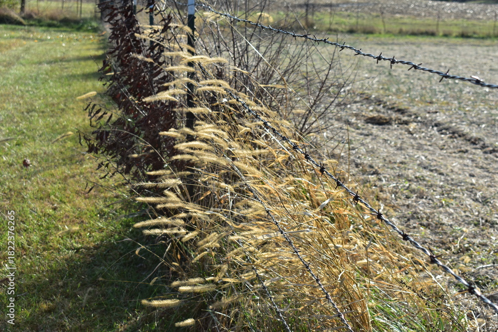 Obraz premium Foxtail Grass in a Fence Row