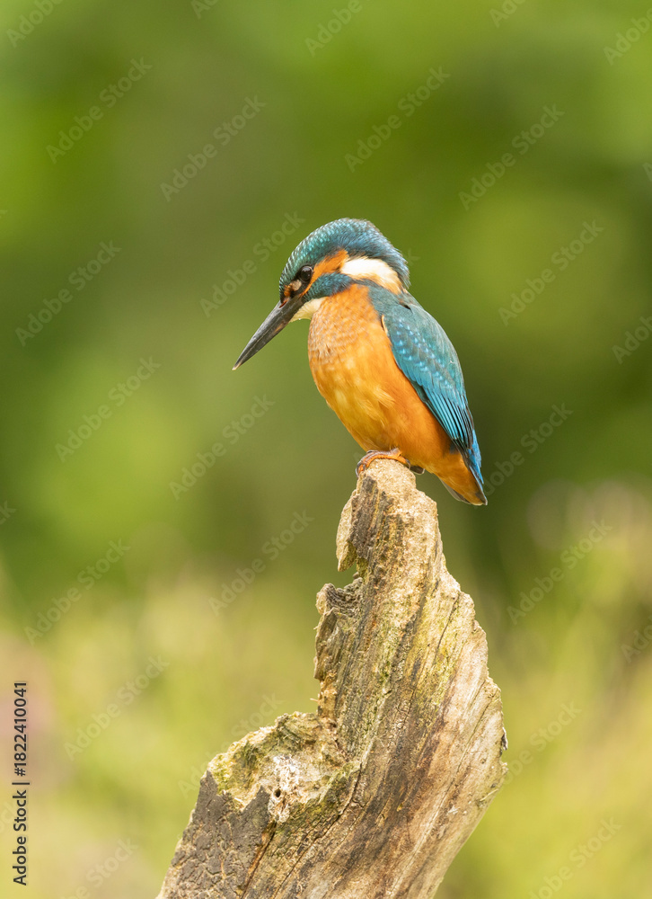 Fototapeta premium Vibrant Kingfisher Alcedo atthis Perched On Weathered Branch With Bright Blue Feathers And Orange Chest