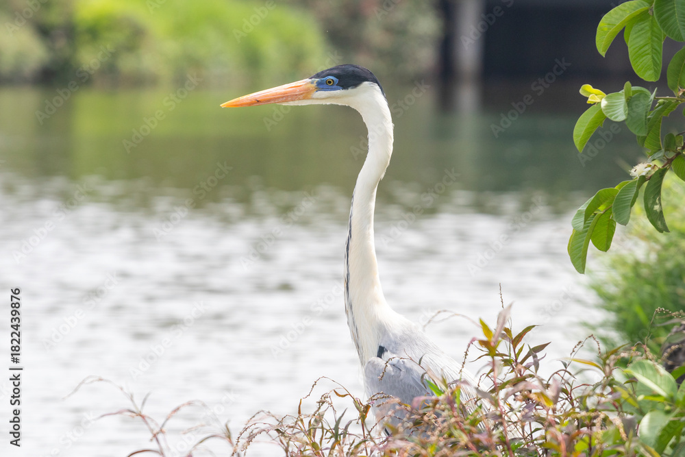 Obraz premium Cocoi Heron (Ardea cocoi) with an elongated neck and orange beak, observing the water, partially hidden by foreground vegetation. Gray water background.