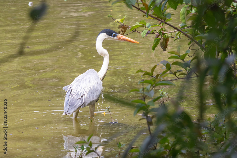 Naklejka premium Cocoi Heron (Ardea cocoi) in close-up, standing in murky water, with an elongated neck and orange beak. Framed by green vegetation and with reflection in the water.