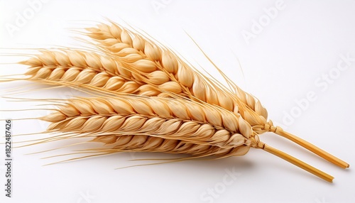 single stalk of ripe wheat isolated on white background ear of wheat isolated on white background