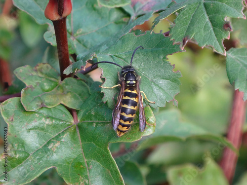 The common wasp (Vespula vulgaris), drone walking on green foliage