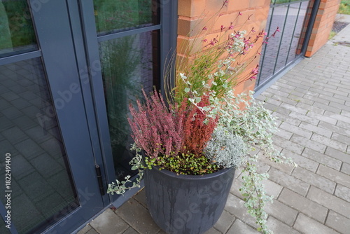 Colorful potted plants enhance entrance at modern building during early autumn season