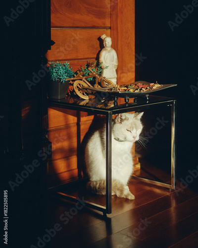 cat sitting in the sun