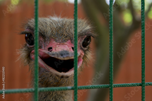 close up of a ostrich