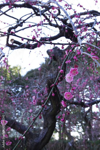 静岡県掛川市、龍尾神社の枝垂れ梅