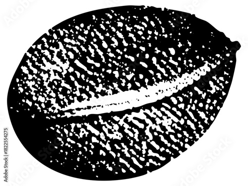 Cowrie texture in a marine still life