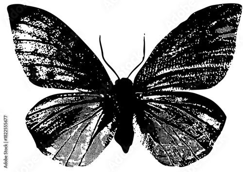 Butterfly wings in engraving