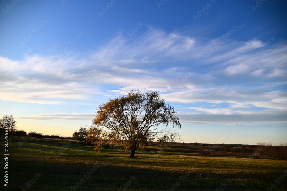 Obraz premium Cloudy Sky Over Trees in a Field