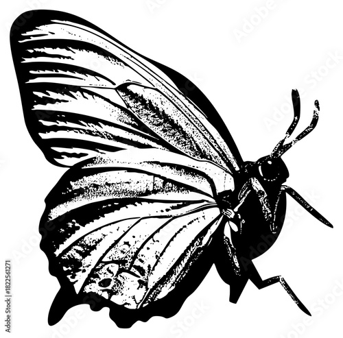 Butterfly wings in engraving