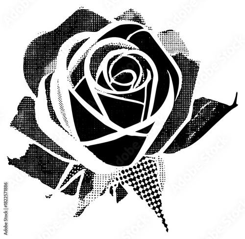 Rose blooms dramatically in halftone illustration