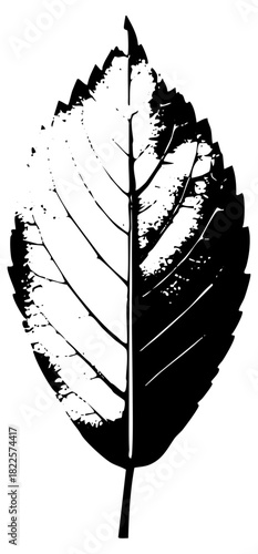 Leaf illustrates detail in botanical study