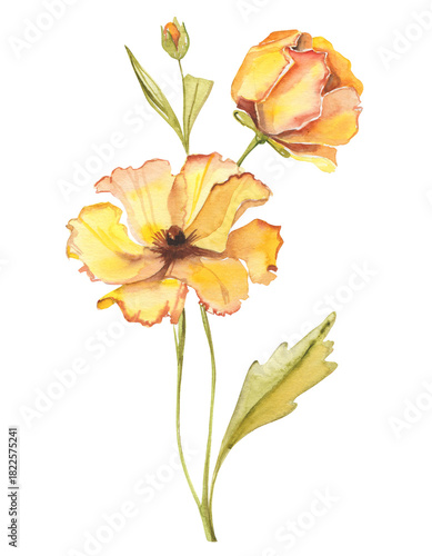 Watercolor hand-drawn illustration. Field herb - yellow tender flower isolated on white