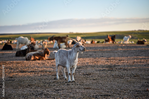 Goat herd in the morning in steppe of mongolia