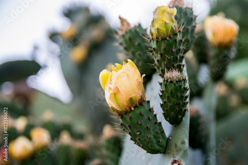 Blooming Prickly Pear Cactus Flowers – Close-Up Yellow Blossoms